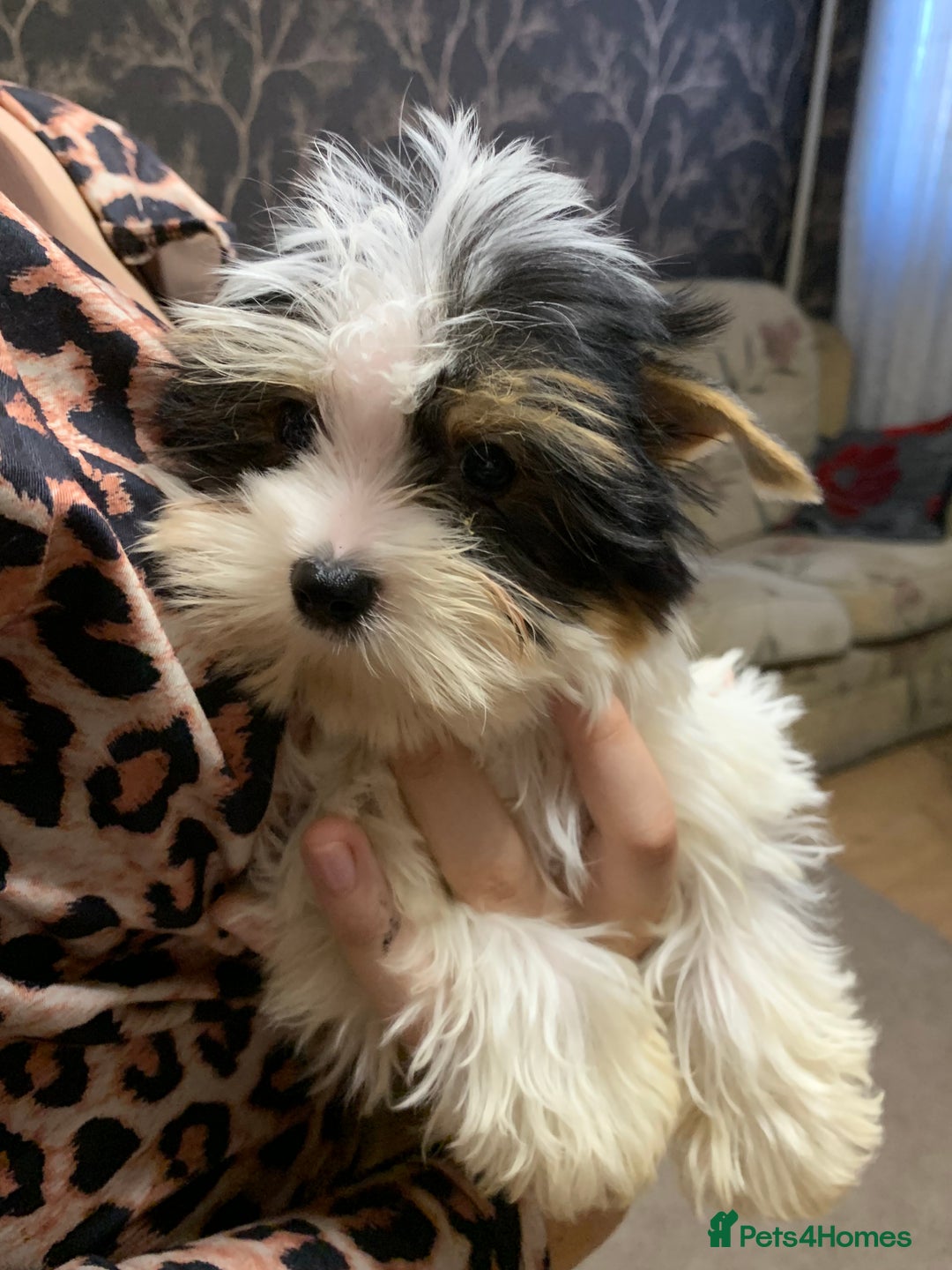 Biewer Terrier dogs for sale: Gorgeous Biewer Terrier boys - Image 7