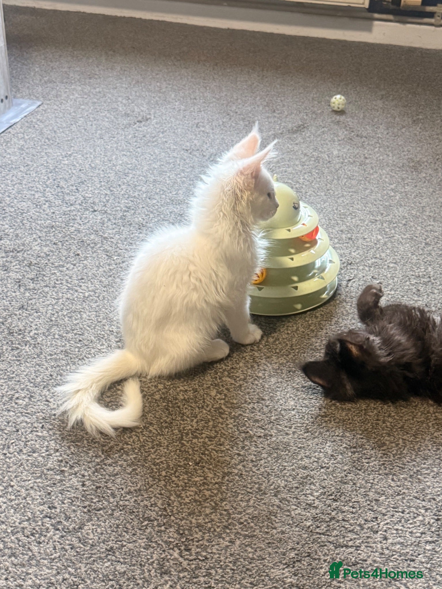 Maine Coon cats Tica registered ready to go & fully vaccinated  - Advert 13