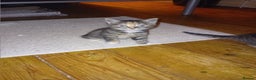 Scottish Fold cats for sale: Scottish Fold Tabby Kittens - Advert 7