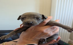 Italian Greyhound dogs for sale: Blue Italian Greyhound Puppies KC reg - Image 12