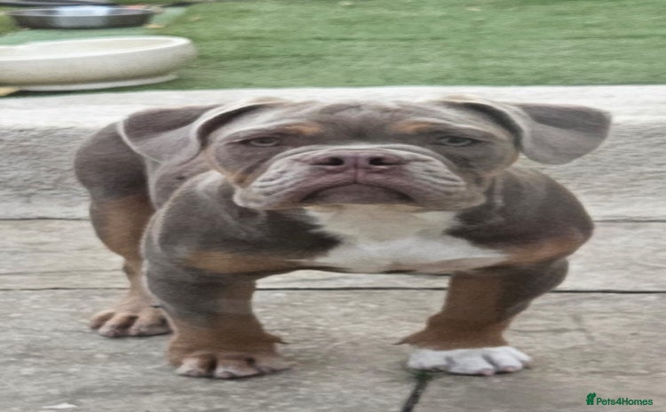 Olde English Bulldogge dogs - Advert 2