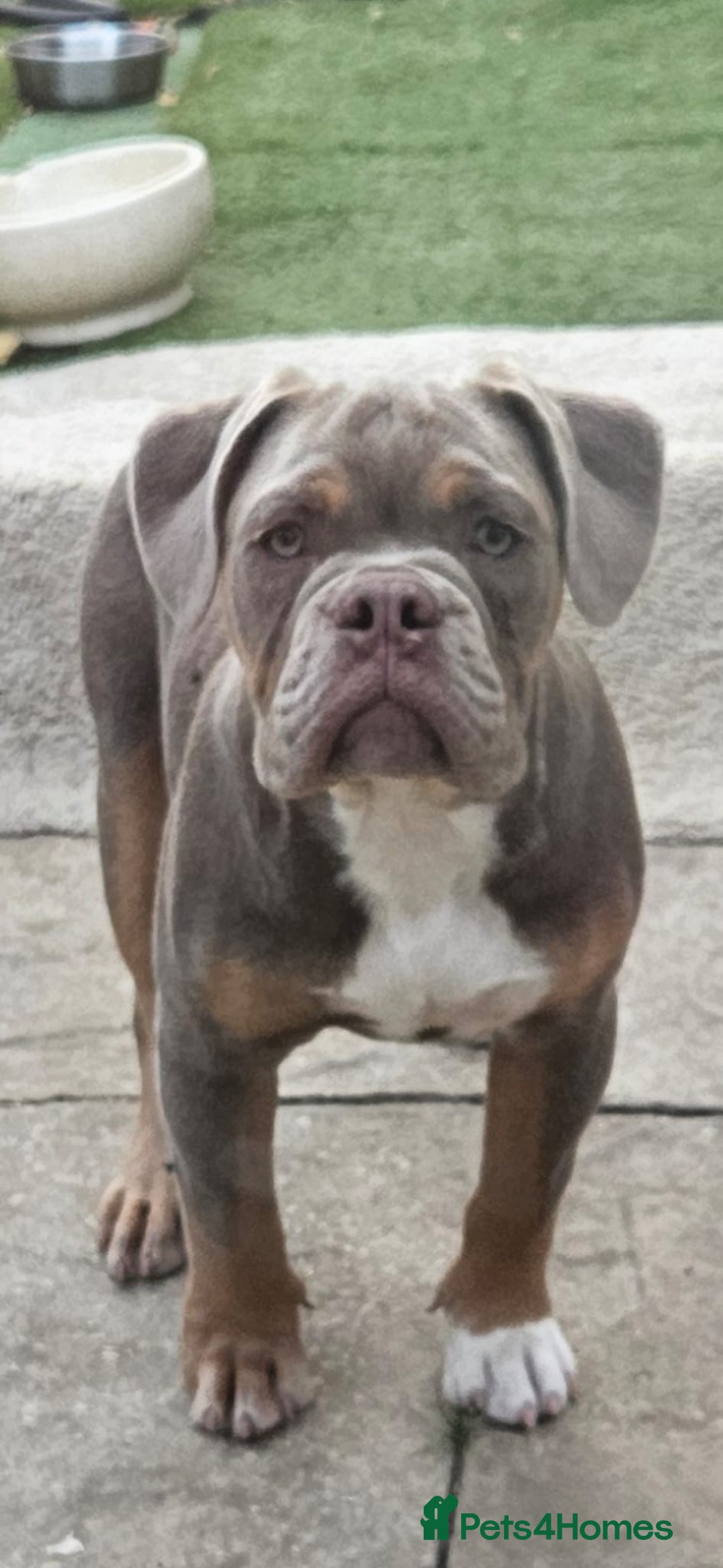 Olde English Bulldogge dogs for sale: Puppies - Image 1