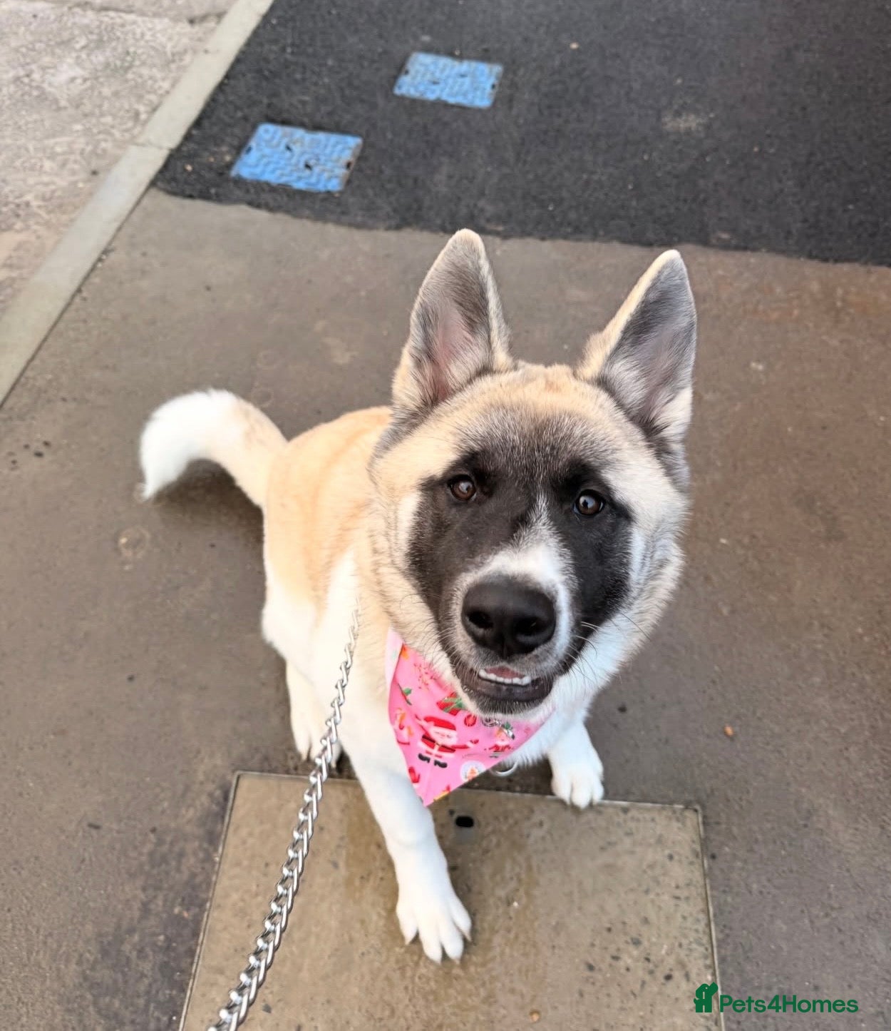 Akita dogs SADIE🐾 My beautiful 7 month old American Akita - Advert 1
