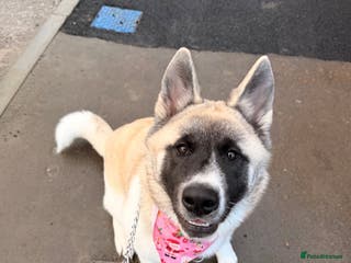 Akita dogs SADIE🐾 My beautiful 7 month old American Akita - Advert 13