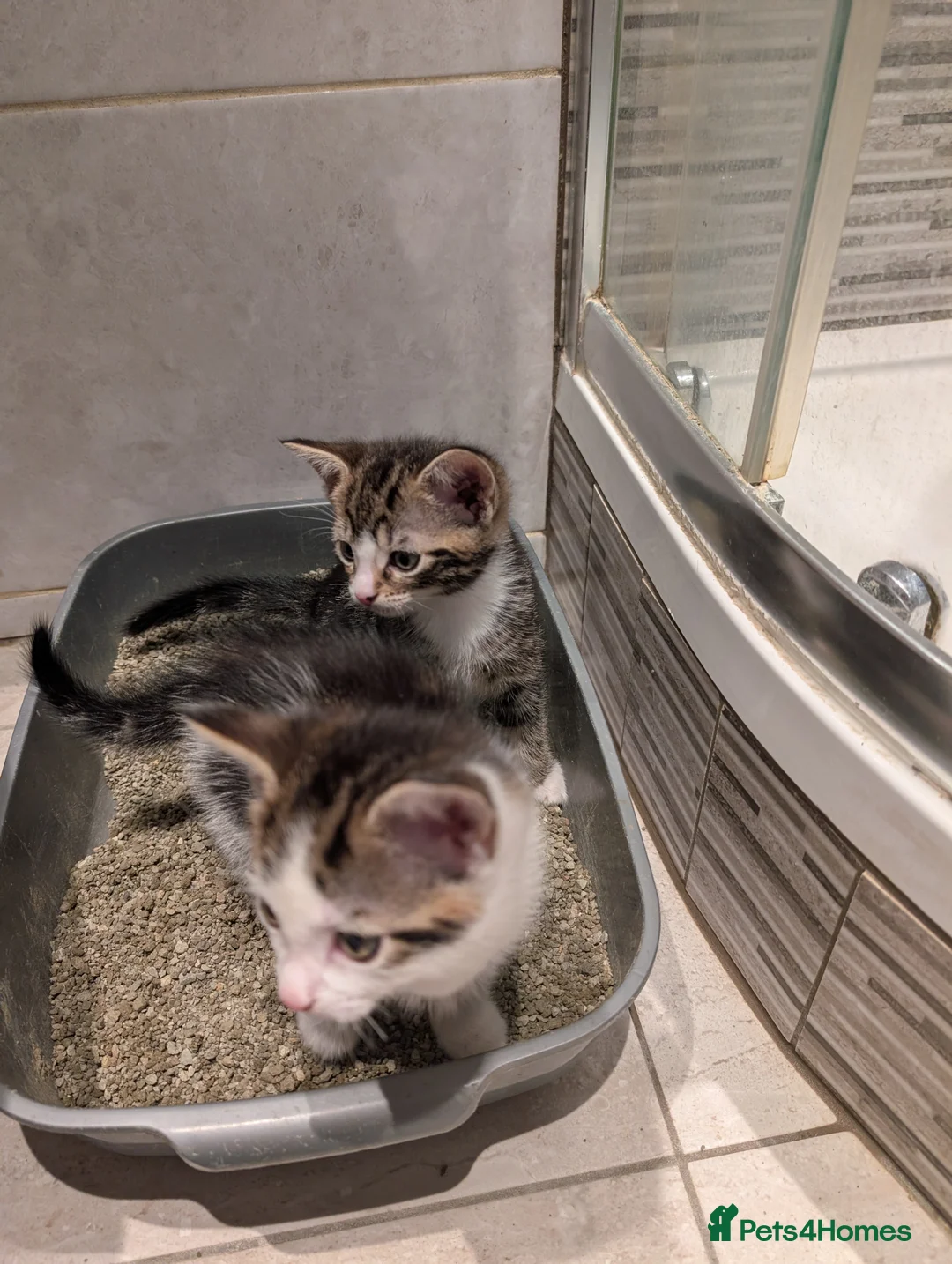 Mixed Breed cats for sale: Beautiful kittens  in Southampton - Advert 22