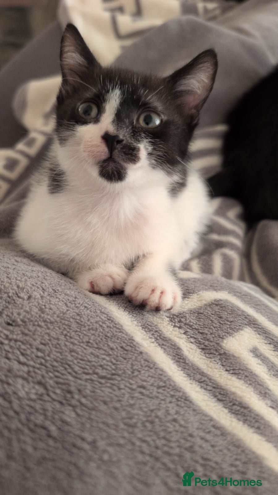Domestic Shorthair cats 2 kittens looking for a new home - Advert 16