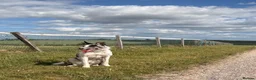 Border Collie dogs for sale: Border collie male  in Bourne - Advert 2