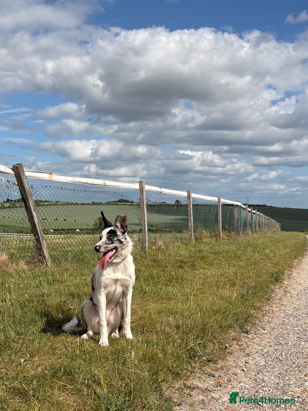 Border Collie dogs for sale: Border collie male  in Bourne - Advert 2
