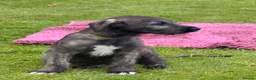 Irish Wolfhound dogs for sale: Irish wolfhound puppies for sale - Advert 8