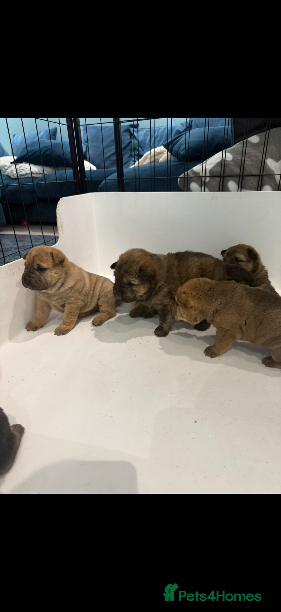 Mixed Breed dogs for sale: shar pei puppys - Image 6