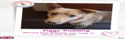 Mixed Breed dogs for sale: Figgy for adoption  in Chesterfield - Advert 4