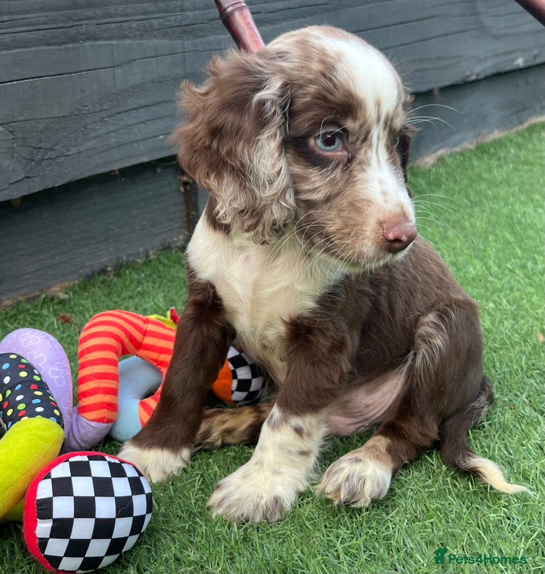 Cocker Spaniel dogs for sale: ❤️Gorgeous, Happy, Healthy, Spaniel babies 💙 - Image 20