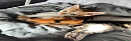 Mixed Breed cats for sale: Three Kittens for sale in Bath - Advert 32