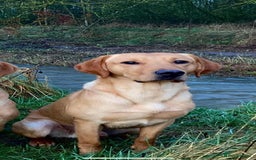 Labrador Retriever dogs for stud: Fox Red Labrador for STUD 🍁 in Ibstock - Image 1