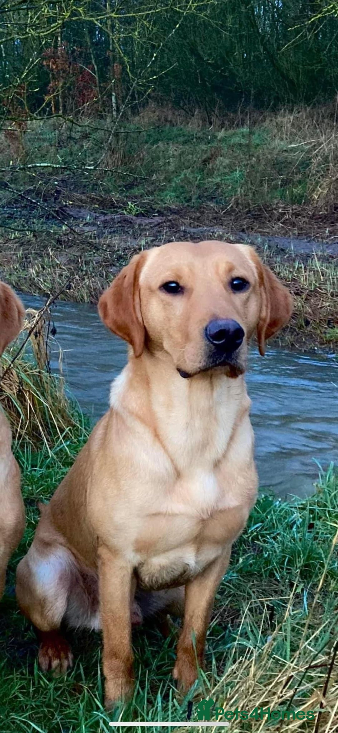 Labrador Retriever dogs for stud: Fox Red Labrador for STUD 🍁 in Ibstock - Image 1