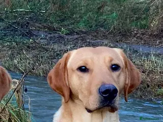 Labrador Retriever dogs 🍁Proven Fox Red Labrador for STUD 🍁 in Ibstock - Advert 8