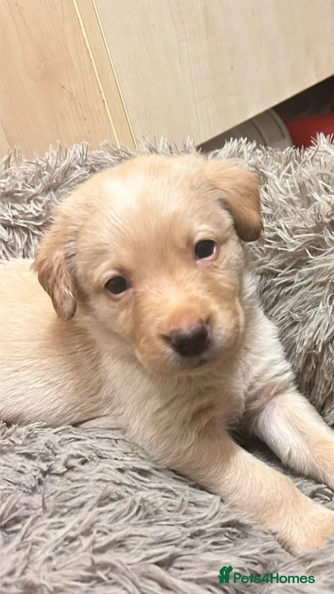 Labrador Retriever dogs for sale: * SOLD * Stunning litter of 9 golden labradors  - Advert 26