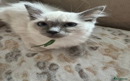 Ragdoll cats for sale: Beautiful Pedigree Ragdolls THREE LEFT  - Image 22
