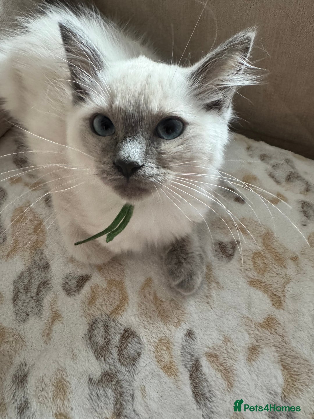 Ragdoll cats for sale: Beautiful Pedigree Ragdolls THREE LEFT  - Image 22