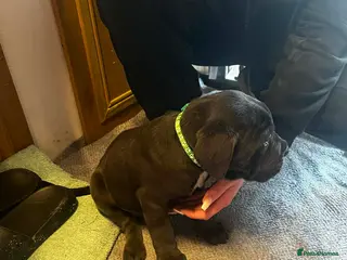 Cane Corso dogs 1 male puppy - Advert 1