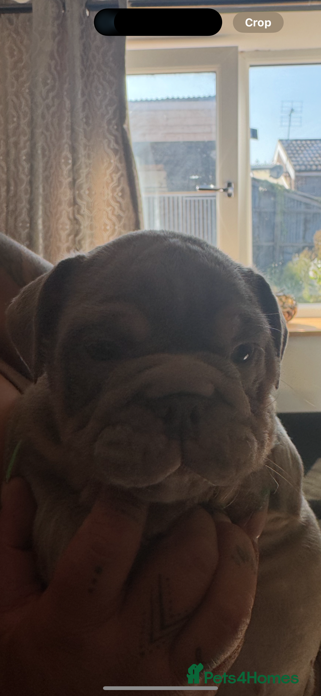 English Bulldog dogs for sale: English bulldog puppies  - Image 8