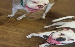 American Bulldog dogs for sale: American Bulldog puppies - Image 11