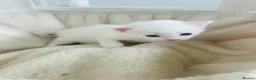 Turkish Van cats for sale: Beautiful Turkish van kittens for sale.  - Advert 29