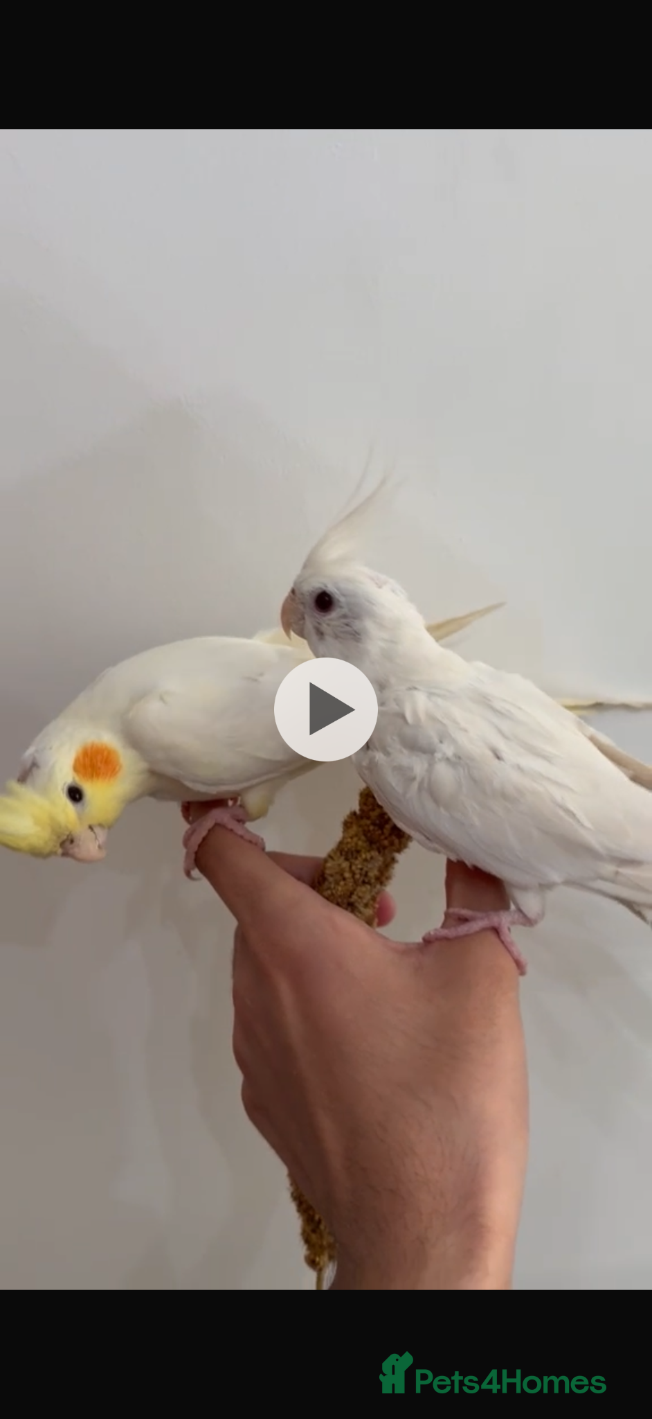 Cockatiels birds Tamed cockatiel chicks for sale - Advert 13