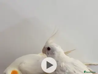 Cockatiels birds Tamed cockatiel chicks for sale - Advert 13