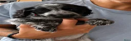 Cocker Spaniel dogs for sale:  Beautiful Litter of Show Cocker Spaniels  - Advert 6