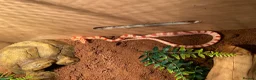 Snake reptiles for sale: Corn snake - Advert 4