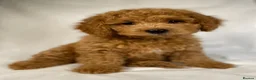 Cavapoo dogs for sale: F1B Toy Cavapoo health tests boutique home breeder - Advert 6