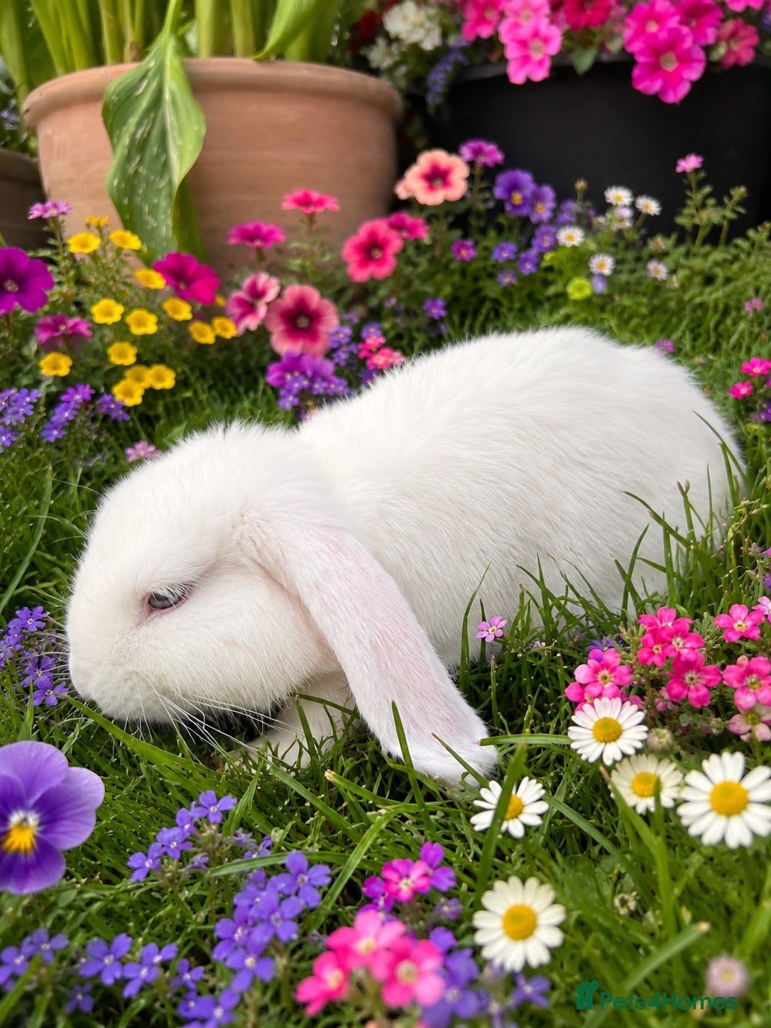 Mixed Breed rabbits Blue eyed white Holland Lop / Mini Lop Bunny’s  - Advert 2