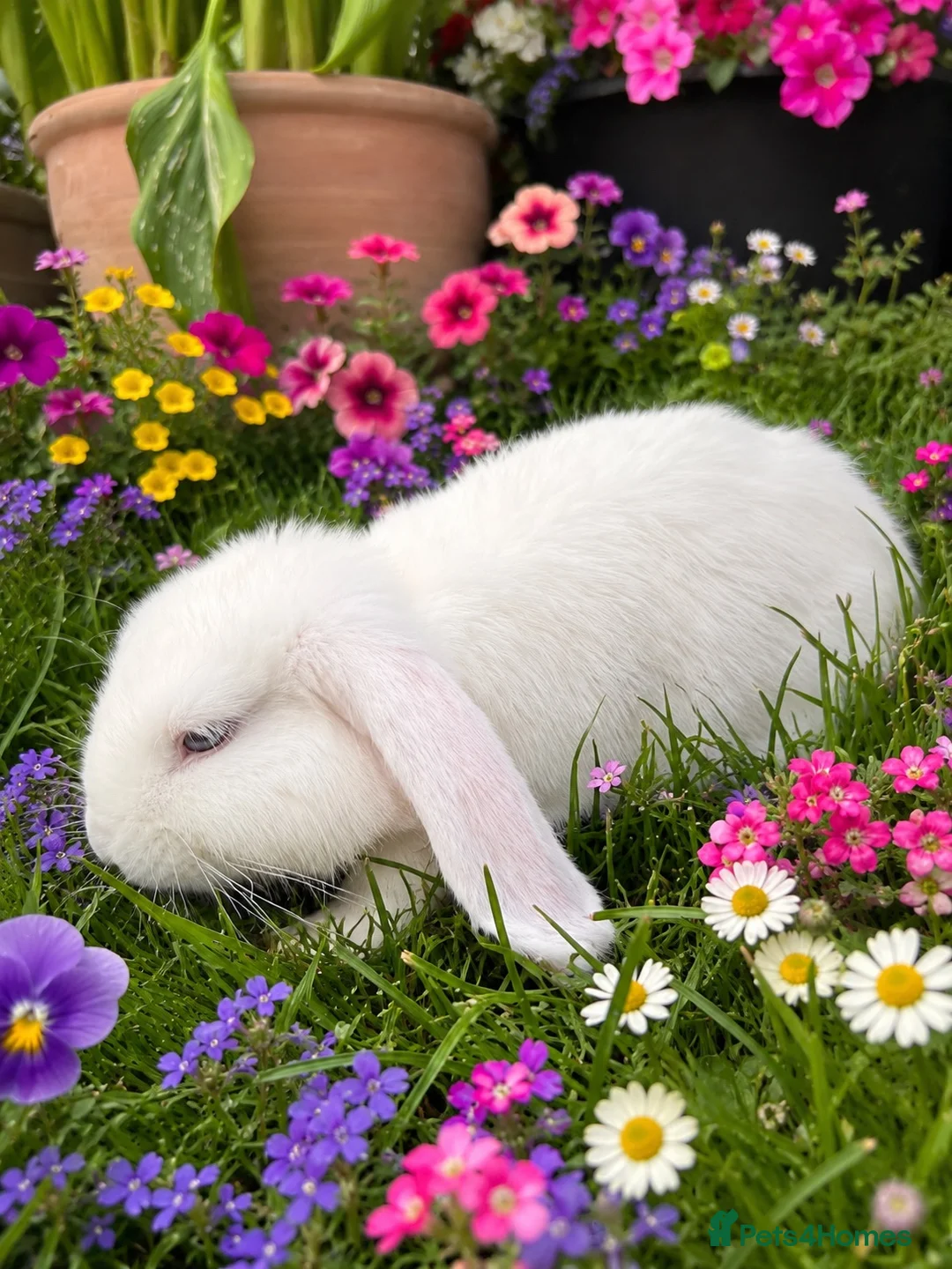 Mixed Breed rabbits for sale: Blue eyed white Holland Lop / Mini Lop Bunny’s  - Advert 1