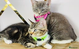 Ragdoll cats for sale: Ragdoll x tabby mix - Image 5