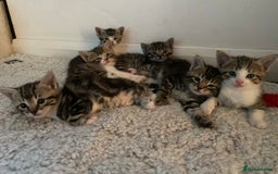 Mixed Breed cats for sale: Tabby Kittens in Kidderminster - Image 16