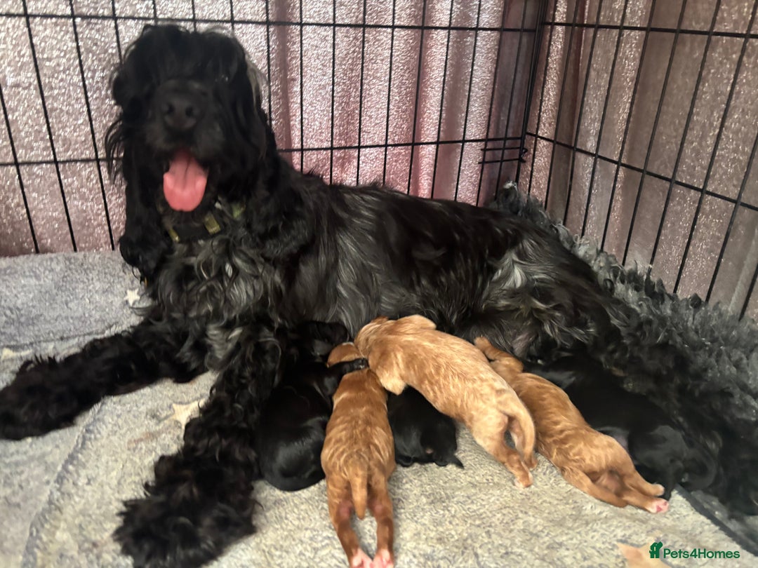 Cockapoo dogs for sale: TOY Cockapoo/ SHOW type F1 / License - Image 3