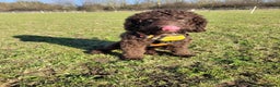Cockapoo dogs for stud: Proven F2 Cockapoo for stud fully DNA tested  in Bristol - Advert 5