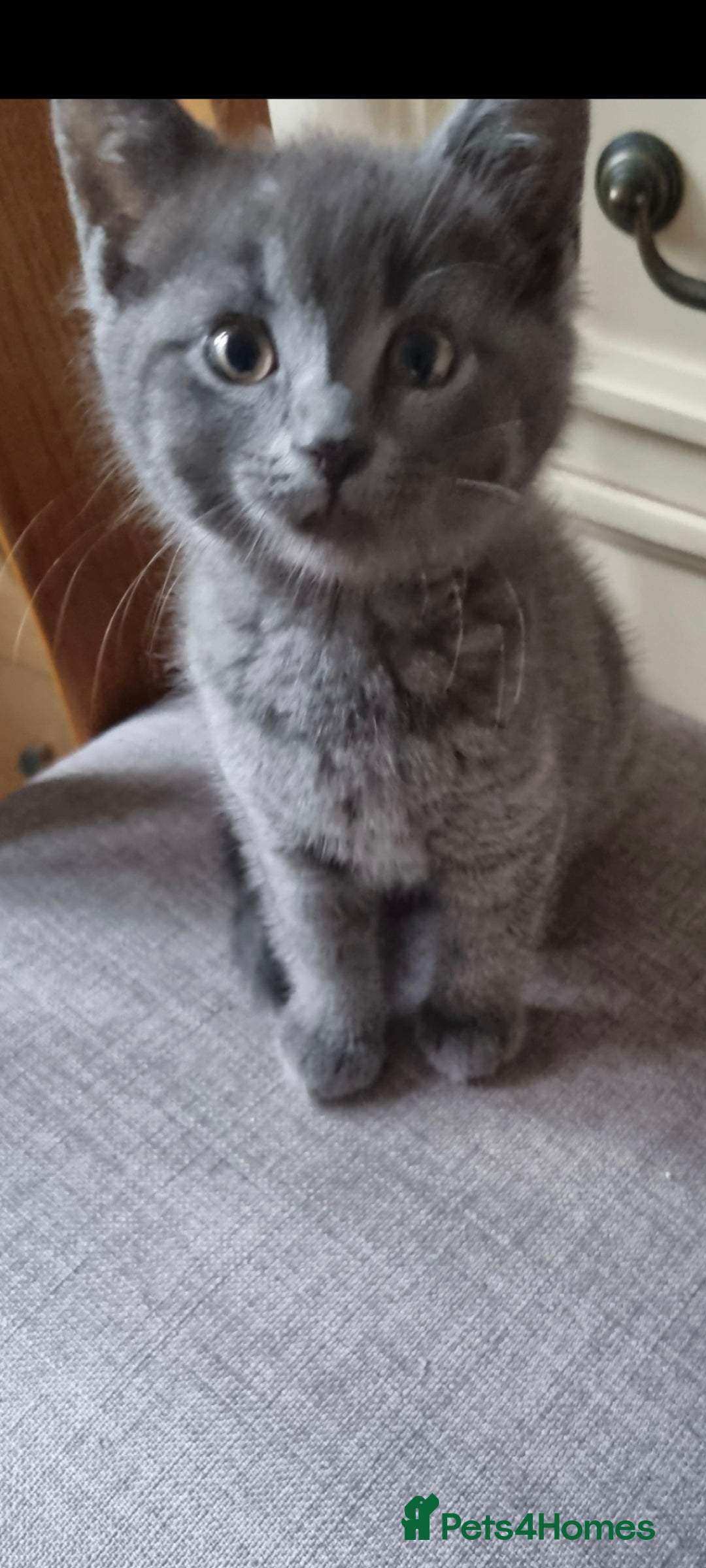 British Shorthair cats for sale: Beautiful kitten 😸 girl left  - Advert 1