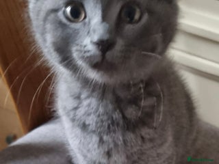 British Shorthair cats Beautiful kitten 😸 girl left - Advert 1