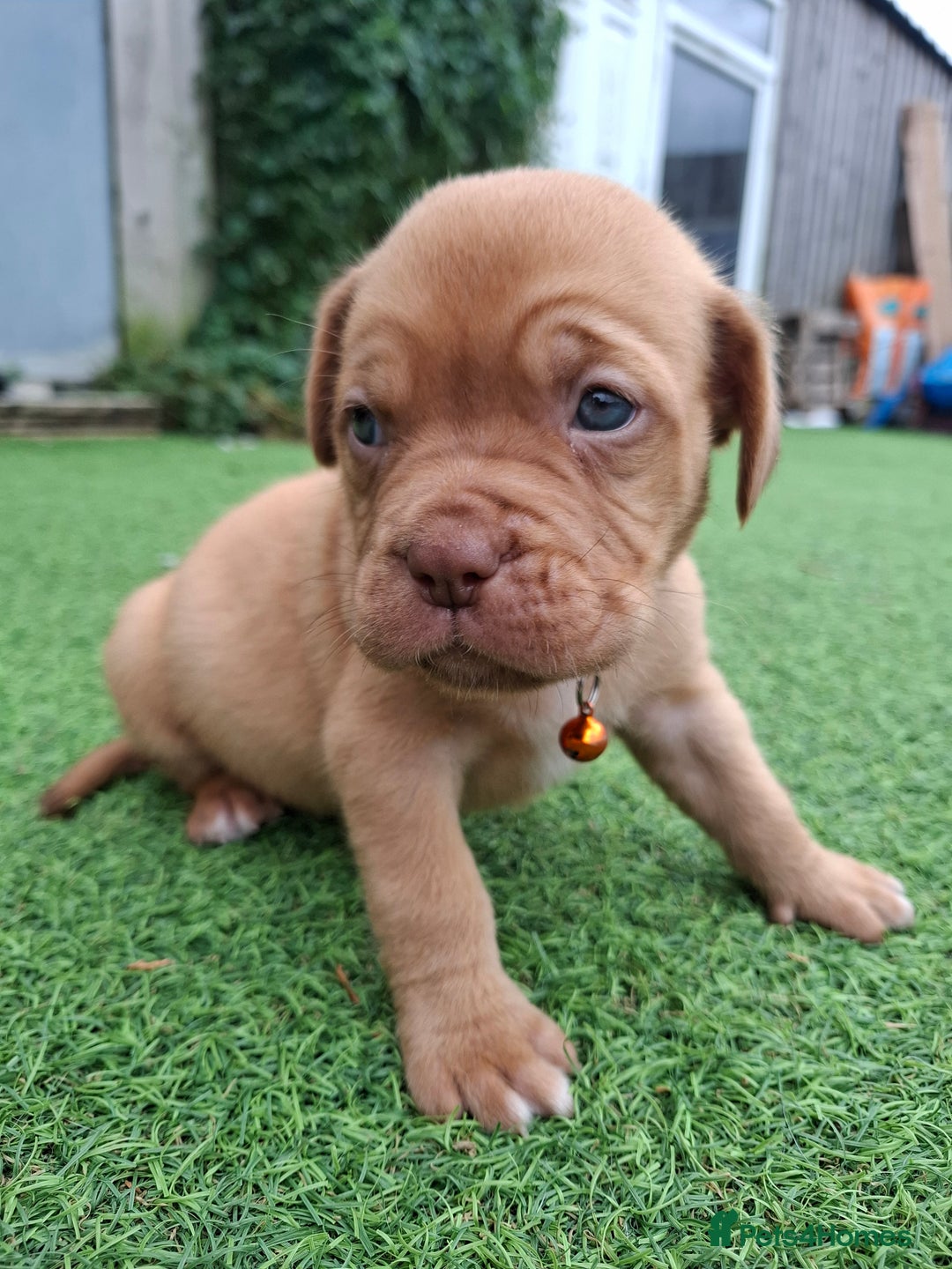 Dogue De Bordeaux dogs for sale: Dogue de Bordeaux pups  - Image 8