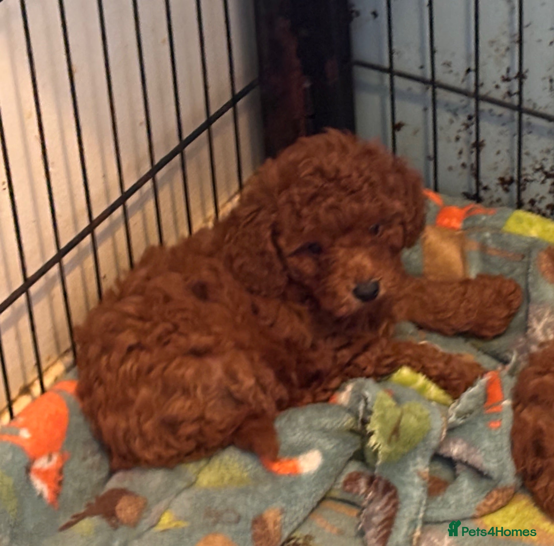 Toy Poodle dogs for sale: KC Registered Health Tested Parents  - Advert 20