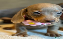 Miniature Dachshund dogs for sale: KC Reg Miniature Dachshund Puppies  - Image 19