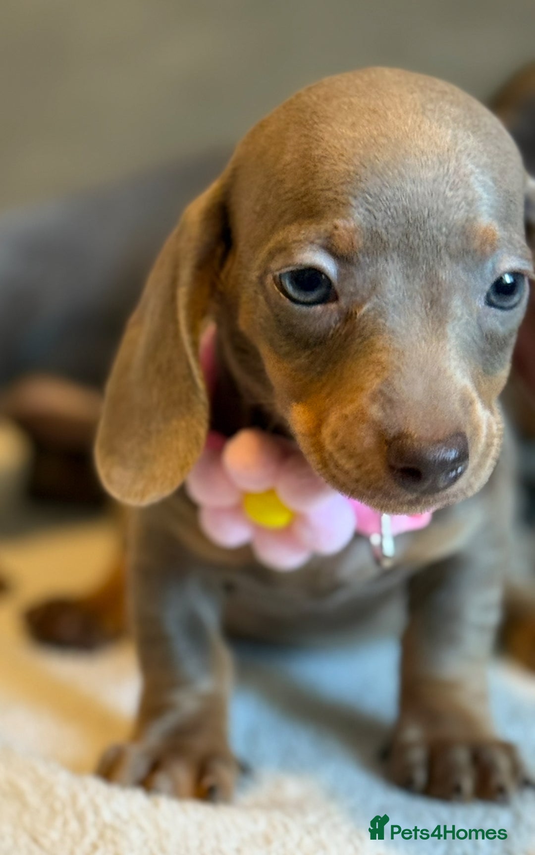 Miniature Dachshund dogs for sale: KC Reg Miniature Dachshund Puppies  - Image 19