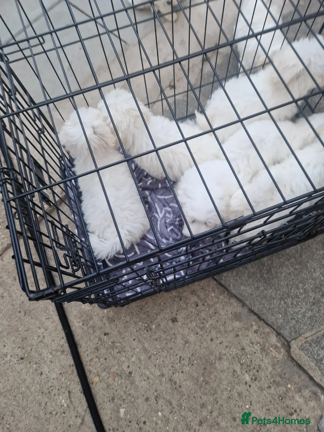 Havanese dogs for sale: Puppy havanesse - Advert 6