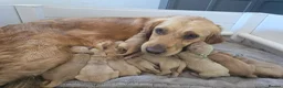 Golden Retriever dogs for sale: KC Registered Golden Retrievers !  - Advert 1