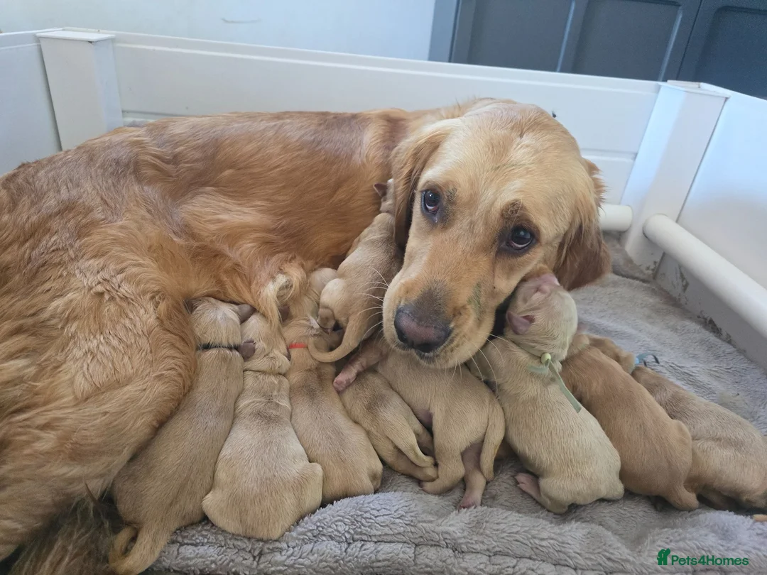 Golden Retriever dogs for sale: KC Registered Golden Retrievers !  - Advert 1