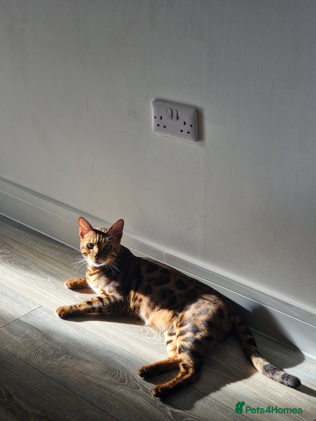 Bengal cats for sale: Gorgeous Bengal Glitter Boy - Advert 8