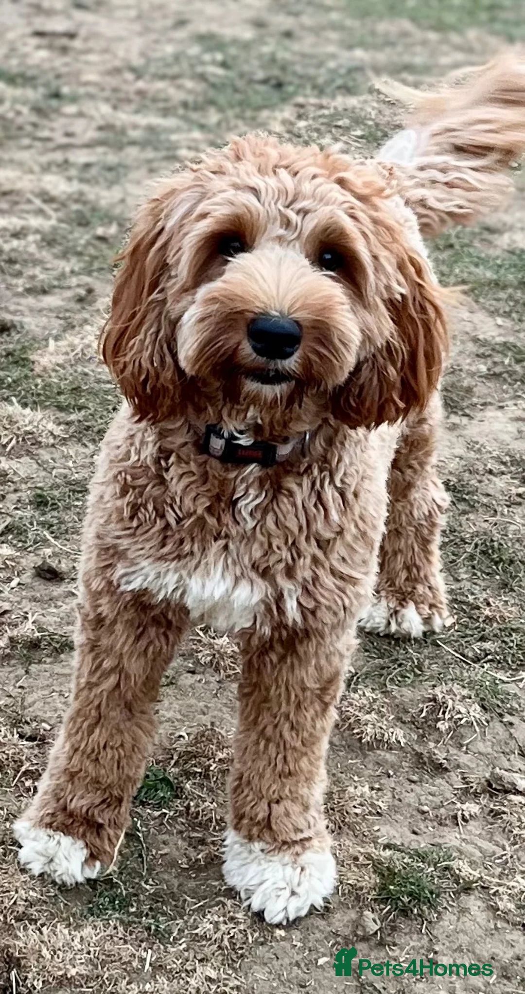 Australian Labradoodle dogs for stud: 100 percentage pure Australian family boy  - Advert 4