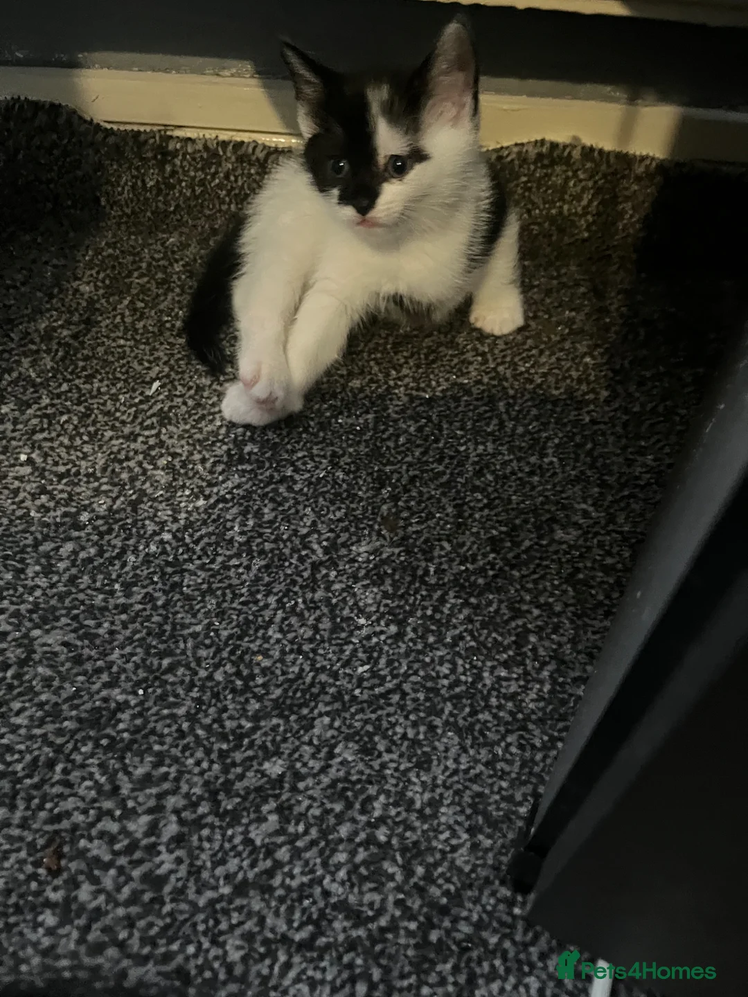 Mixed Breed cats for sale: Tilly’s babies - Advert 7